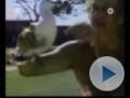 Vicces H�zi Vide� 1.