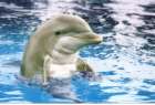 Gygyt delfinek