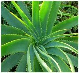 Aloe Vera, az letelixr