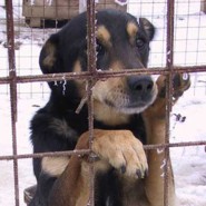 Orszgos kampny a gazdtlan kutyk megmentsre
