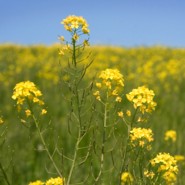 Nem mindegy, hogy megfzs vagy allergia - Hasznos informcik allergisoknak az orrspray-krl