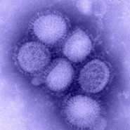 Egyszeren az H1N1 s trsai ellen