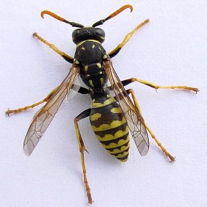 Mh- s darzsmreg allergia