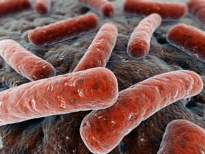 élősködő baktériumok