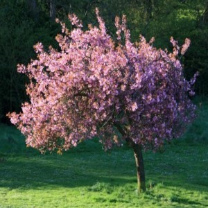 A pillangfa