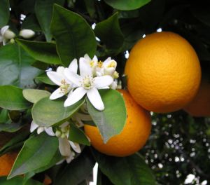 Gyógyító gyümölcsök a Napsugár életház kertjéből: a narancs