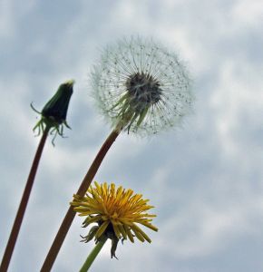 Tancsok allergis, asztms gyermekek szleinek a nyri idszakra