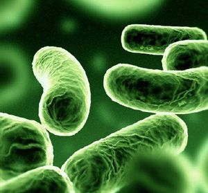 Tl, megfzs, fertzsek, szuperbaktriumok! - Emberek s baktriumok hborja: gyzhetnk?