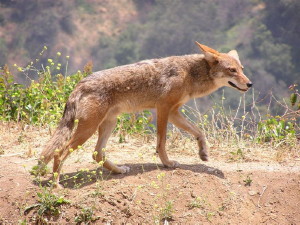 A coyote - Mester Gyrgyi mesje