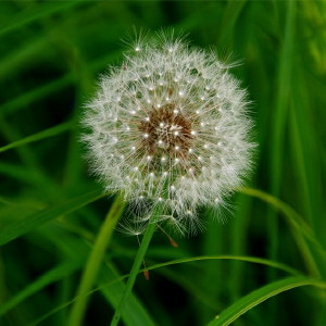 Eurpa nvekv pollen veszlyben