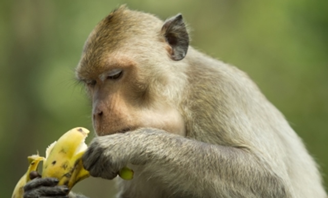 A kalóriamegvonásos étrend lassítja az öregedést a majmoknál