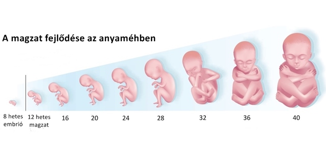 vérszegénység 1 hónapos terhesség)