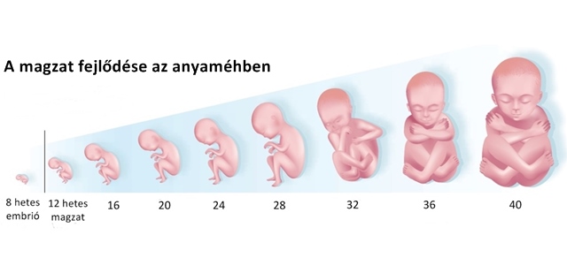 hóna alatti folyamatok