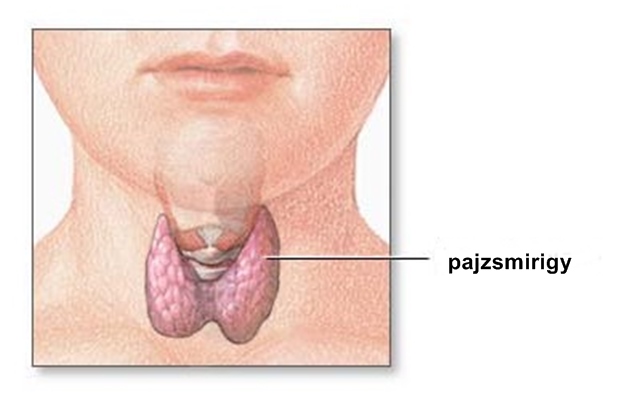 A pajzsmirigy s fontosabb betegsgei