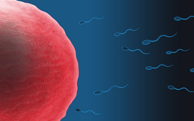 kis spermium az erekció során