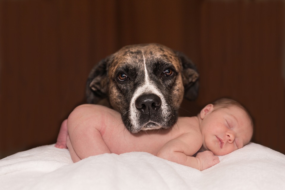 állattartás baba mellett