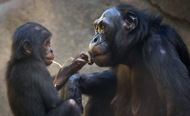 Bonob csald