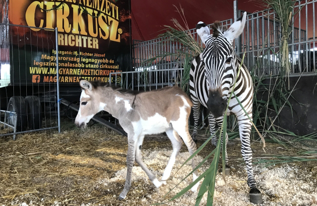 Zebra-szamr hibrid