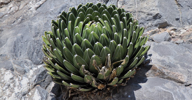 Mexik szrs csodi - tavaszi Orszgos Kaktuszkillts s Vsr