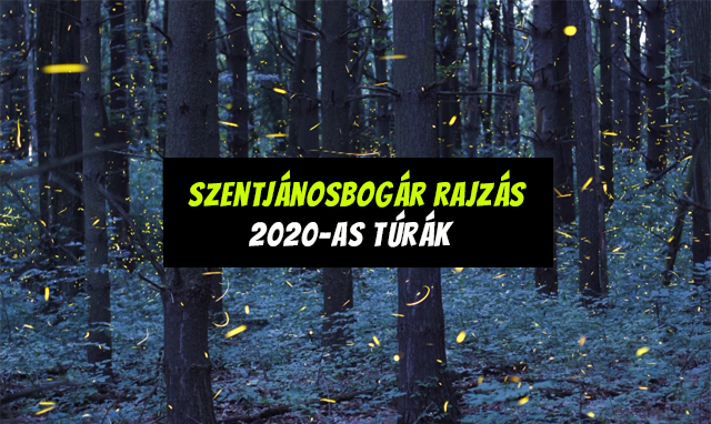 Szentjánosbogarak az erdőben