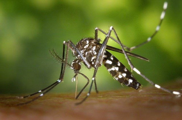 természetes szúnyogriasztók