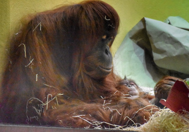 Állatkert online tartalmak - orangután kölyök
