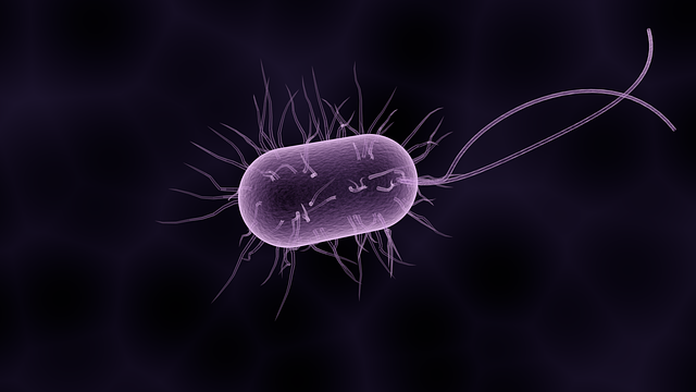 baktérium