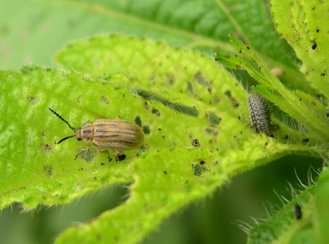 Parlagf olajosbogr (Ophraella communa)