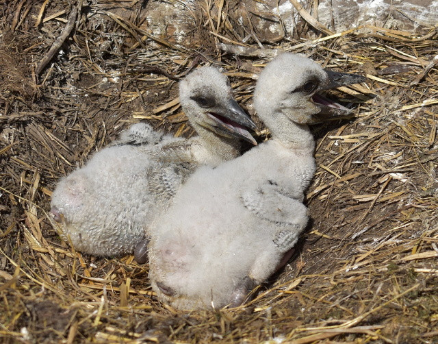 gólyafiókák a Margitszigeti Kisállatkertben