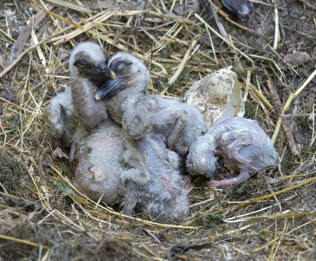 gólyafiókák a Margitszigeti Kisállatkertben