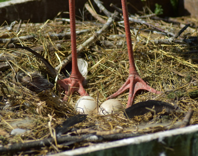 gólyafiókák a Margitszigeti Kisállatkertben