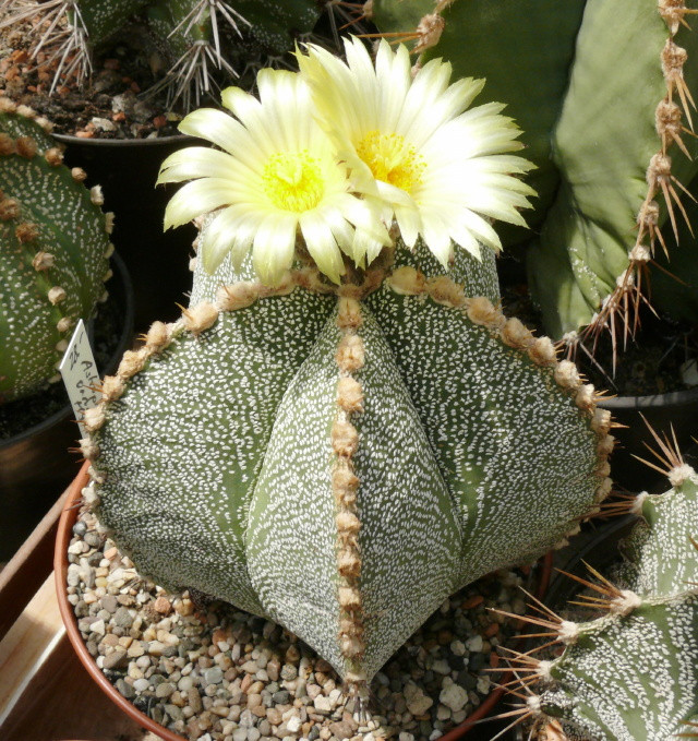 Astrophytum ornatum hibrid