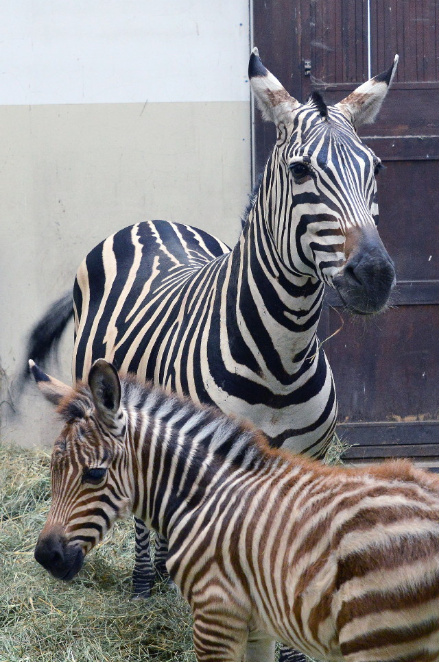 Böhm-zebracsikó és anyja a Budapesti Állatkertben