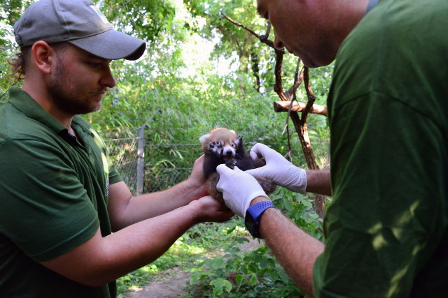 Bonifác, a pandakölyök/vörös macskamedve (Ailurus fulgens) orvosi vizsgálata