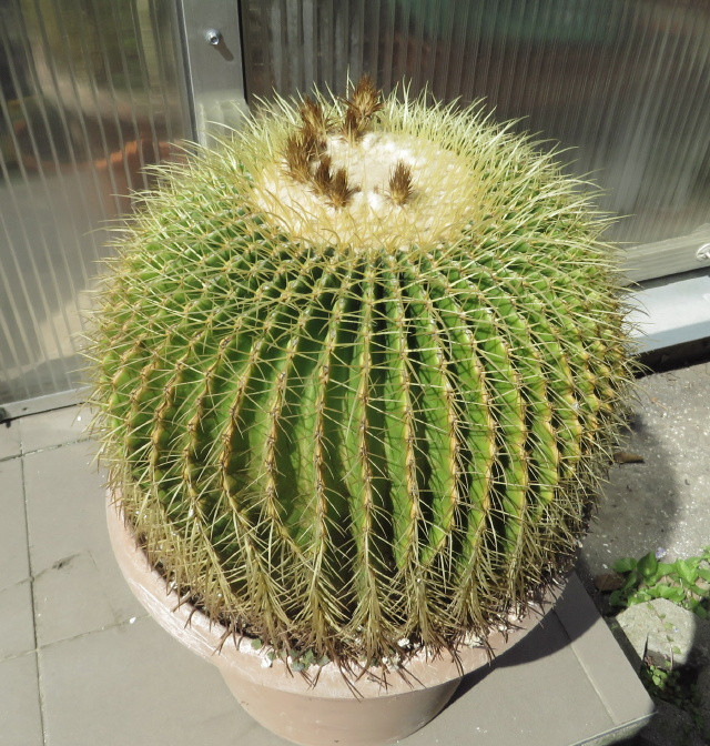 Echinocactus grusoni