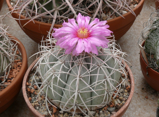 Echinocactus horizonthalianus