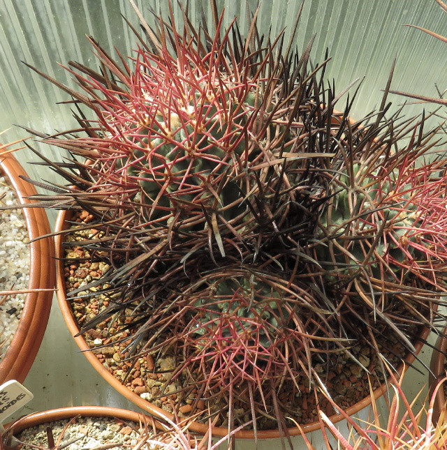 Echinocactus ingens