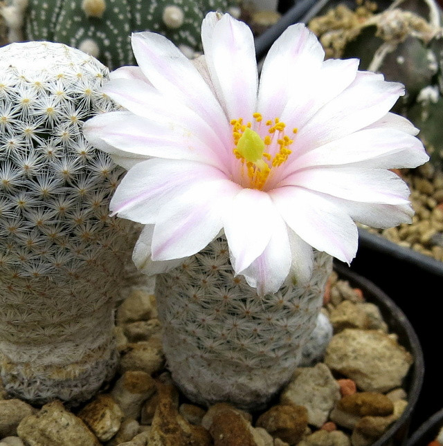 Mammillaria albiflora