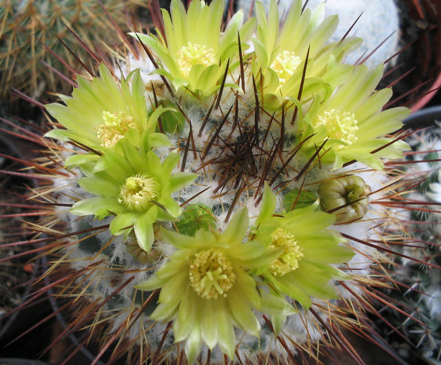 Mammillaria lindsayi