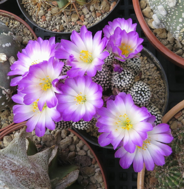 Mammillaria luethyi