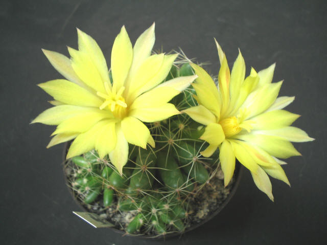 Mammillaria sphaerica