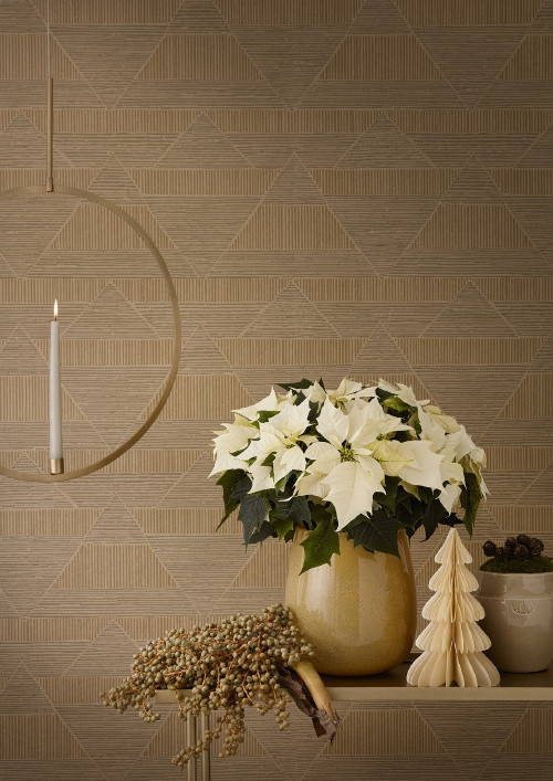 Mikulásvirág Mikulásvirág