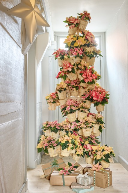 Mikulásvirág - Karácsonyfa-sziluett Mikulásvirág - Karácsonyfa-sziluett