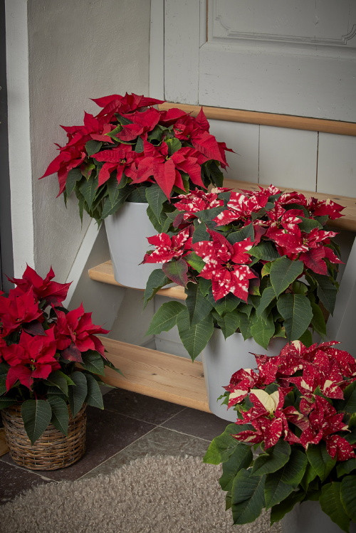 Mikulásvirág Mikulásvirág