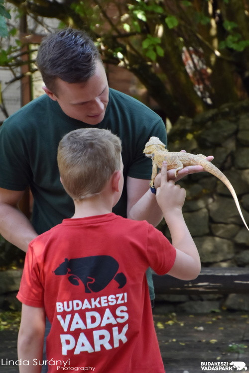 Nyri Tbor a Budakeszi Vadasparkban