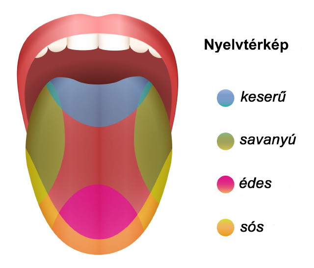 Nyelvtrkp