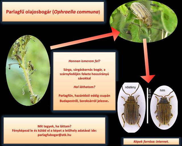 Parlagf olajosbogr felhvs