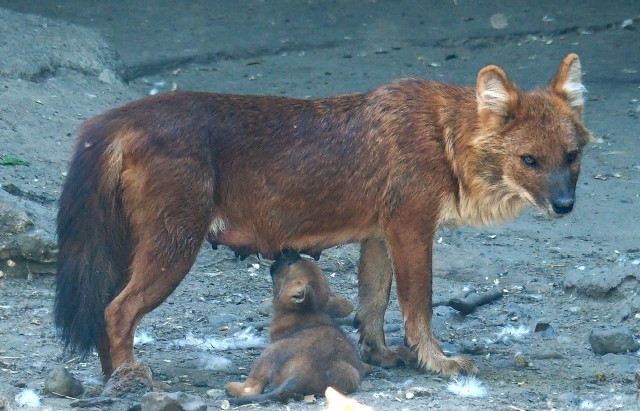 ázsiai vadkutya (Cuon alpinus)