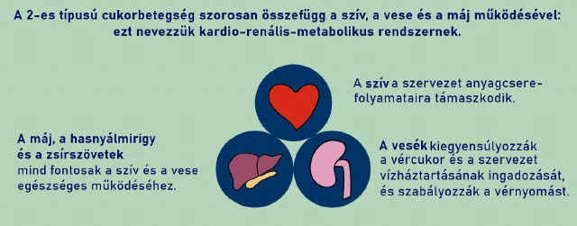 kardio-renlis-metabolikus rendszer