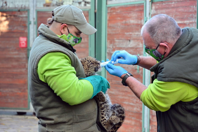Perzsa leopárd kölyök a Fővárosi Állatkertben